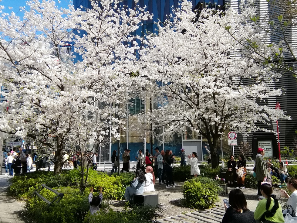  ３月７日時点の桜・花情報　前編
　　～　数寄屋橋公園　～