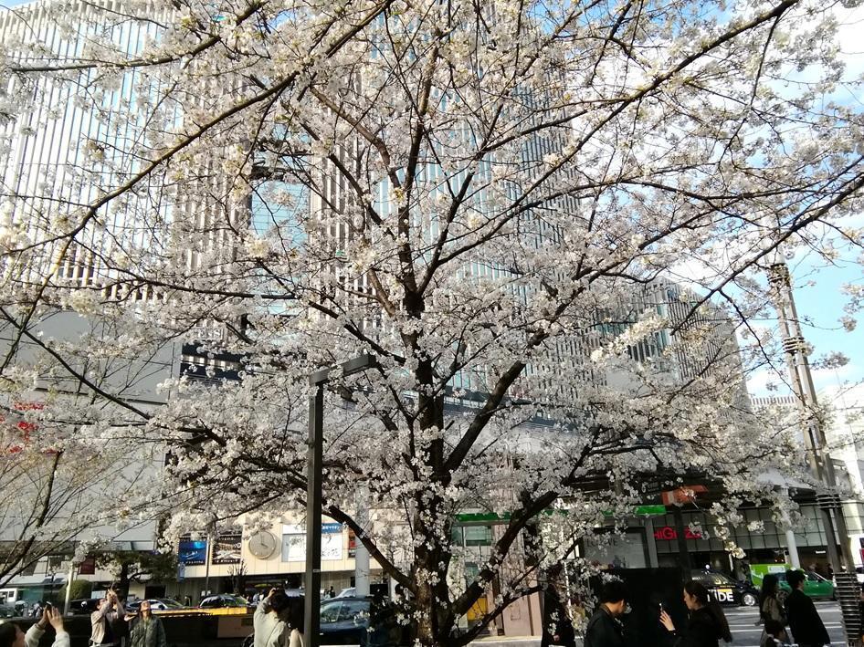  ３月７日時点の桜・花情報　前編
　　～　数寄屋橋公園　～