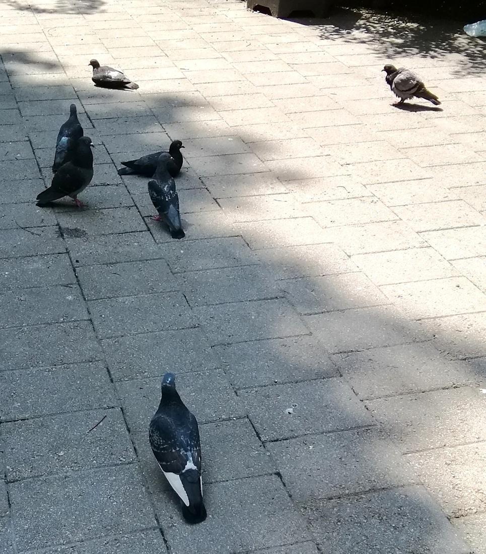  ３月７日時点の桜・花情報　前編
　　～　数寄屋橋公園　～