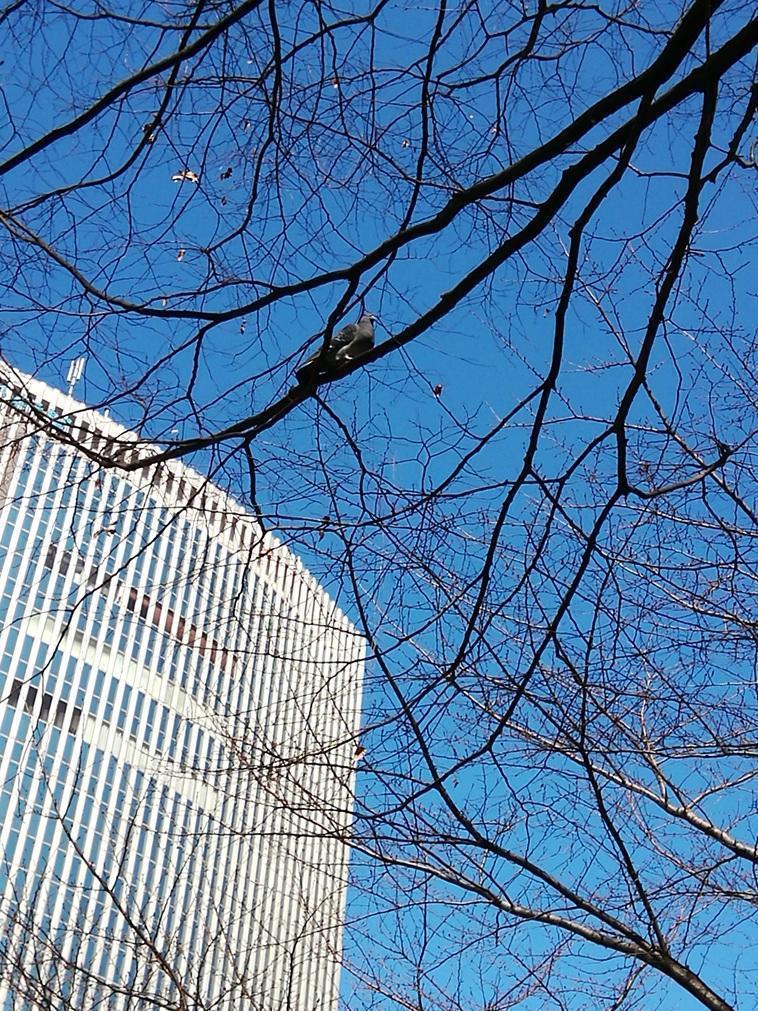  ３月７日時点の桜・花情報　前編
　　～　数寄屋橋公園　～