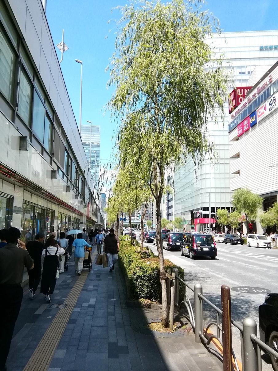  ３月７日時点の桜・花情報　後編
　　～　数寄屋橋公園　～