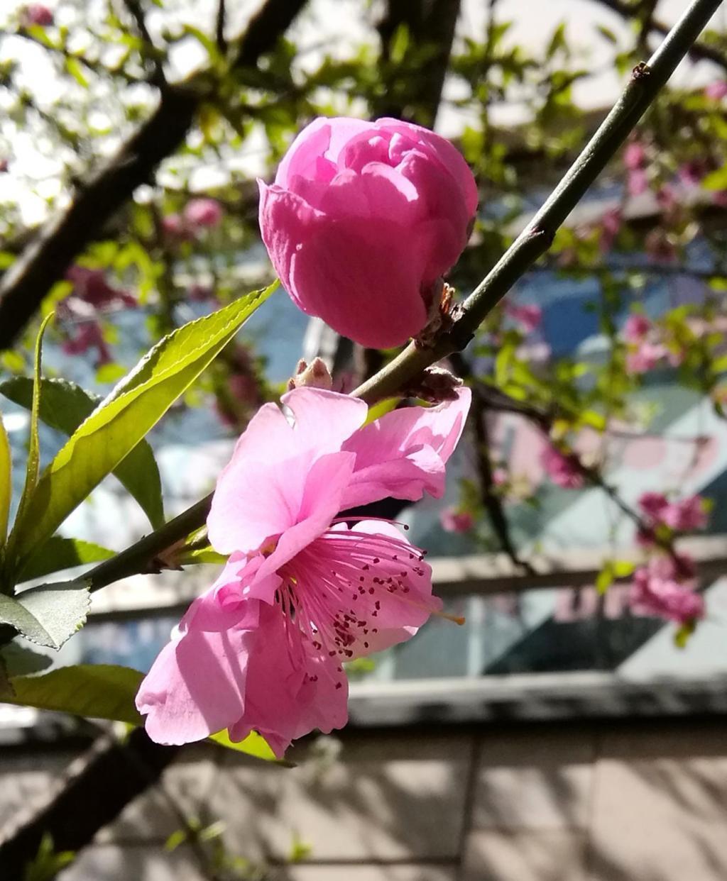  ３月７日時点の桜・花情報　後編
　　～　数寄屋橋公園　～