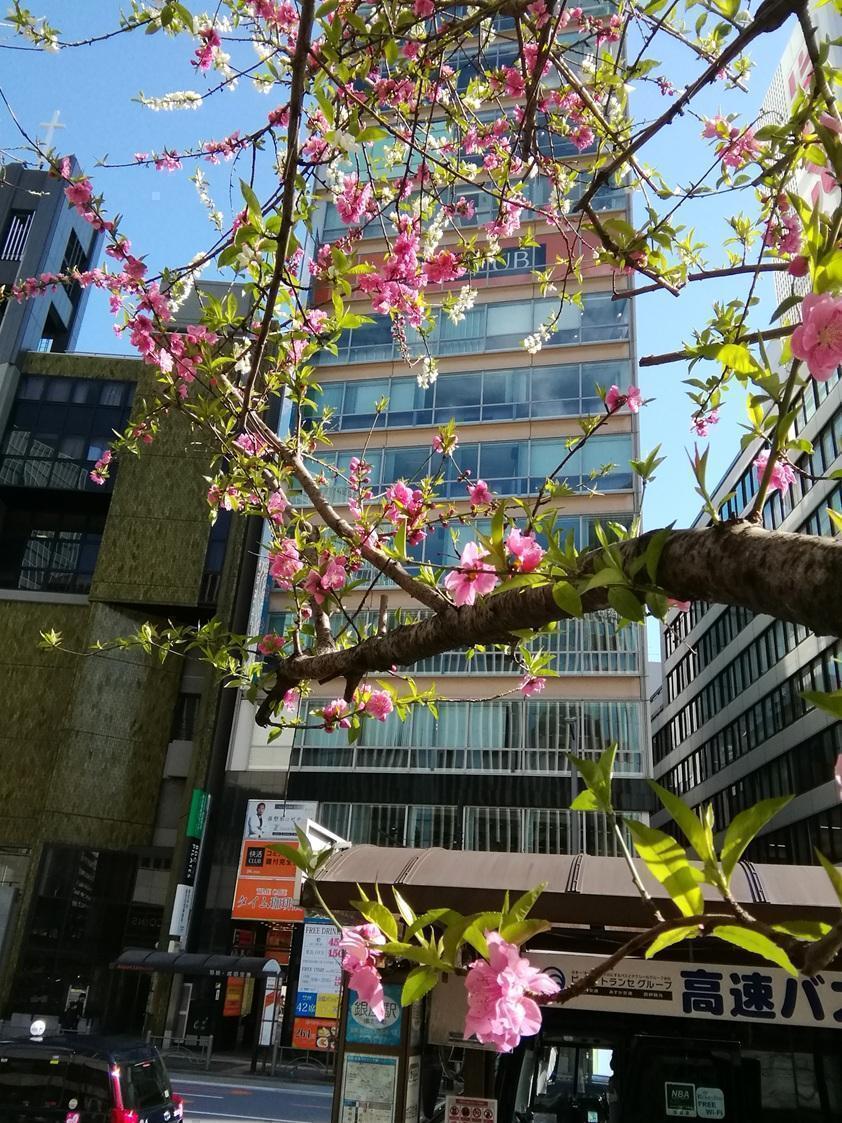  ３月７日時点の桜・花情報　後編
　　～　数寄屋橋公園　～