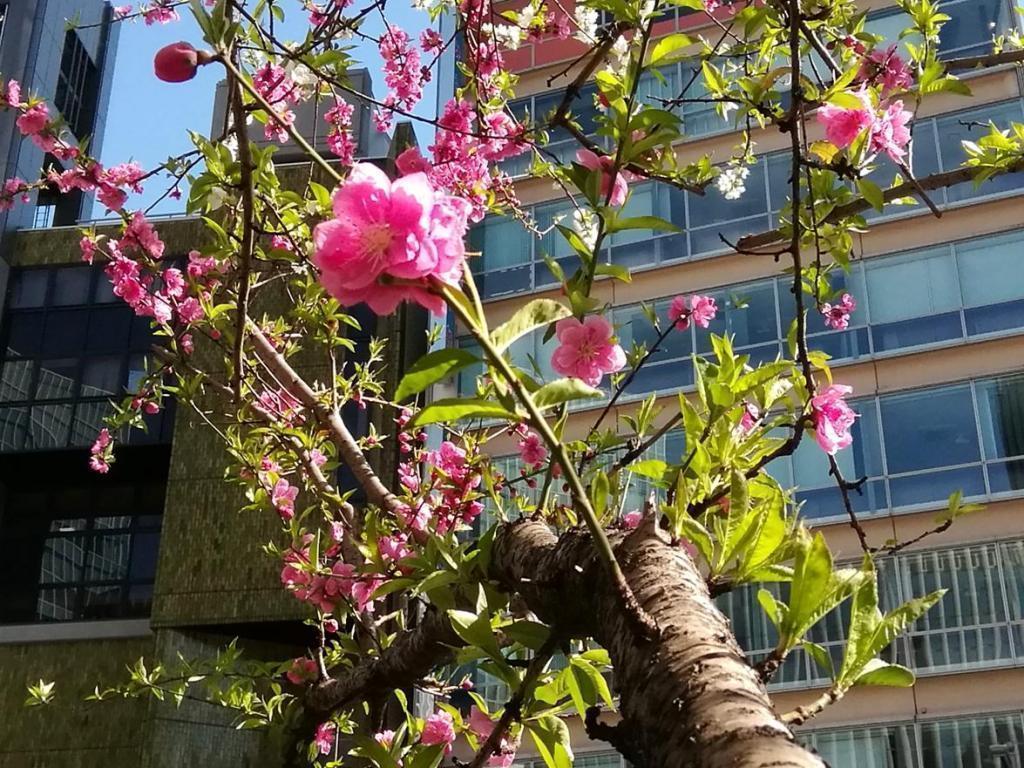  ３月７日時点の桜・花情報　後編
　　～　数寄屋橋公園　～