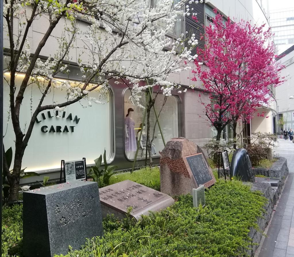  ３月７日時点の桜・花情報　後編
　　～　数寄屋橋公園　～