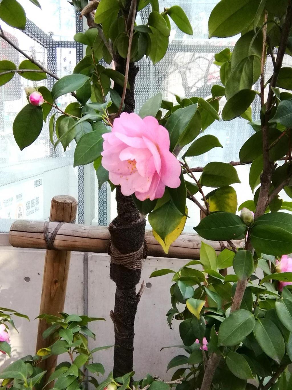  ３月７日時点の桜・花情報　後編
　　～　数寄屋橋公園　～