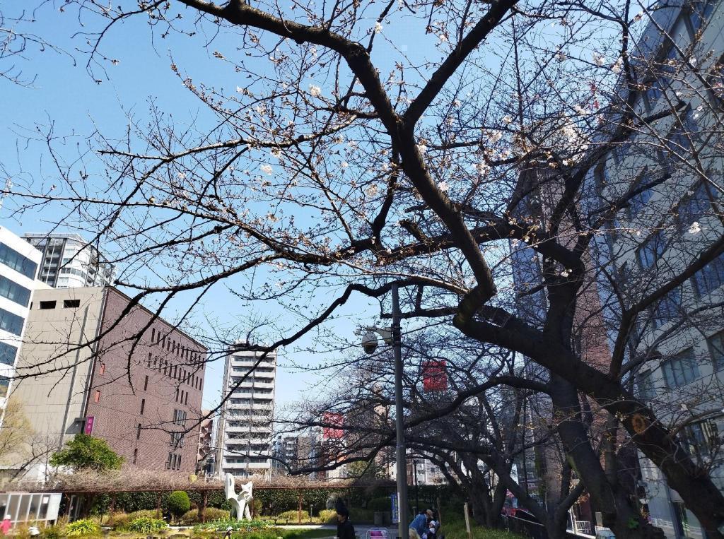  【2026年最新版　中央区の桜情報】 今週末（3/28, 3/29）が桜の見頃です。　
「桜の見所」の最新の景色＆情報と「おすすめお花見コース」をご紹介します！