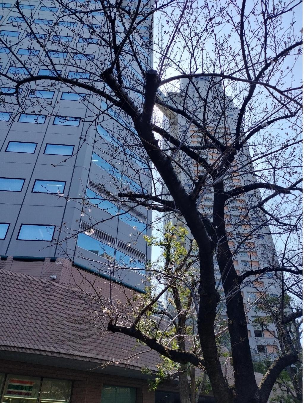  【2026年最新版　中央区の桜情報】 今週末（3/28, 3/29）が桜の見頃です。　
「桜の見所」の最新の景色＆情報と「おすすめお花見コース」をご紹介します！