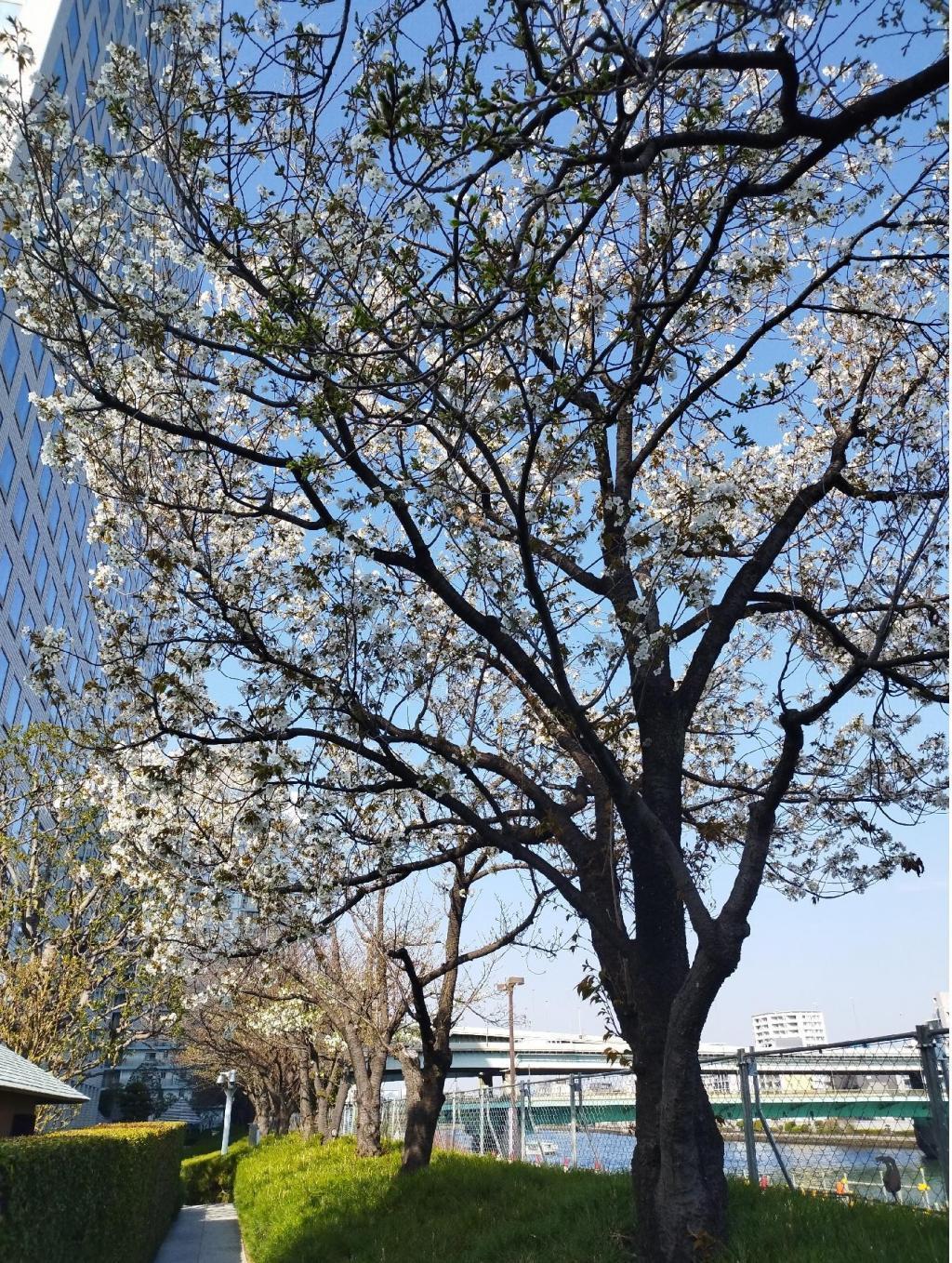  【2026年最新版　中央区の桜情報】 今週末（3/28, 3/29）が桜の見頃です。　
「桜の見所」の最新の景色＆情報と「おすすめお花見コース」をご紹介します！