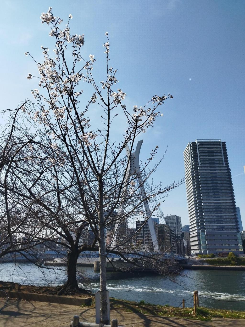  【2026年最新版　中央区の桜情報】 今週末（3/28, 3/29）が桜の見頃です。　
「桜の見所」の最新の景色＆情報と「おすすめお花見コース」をご紹介します！