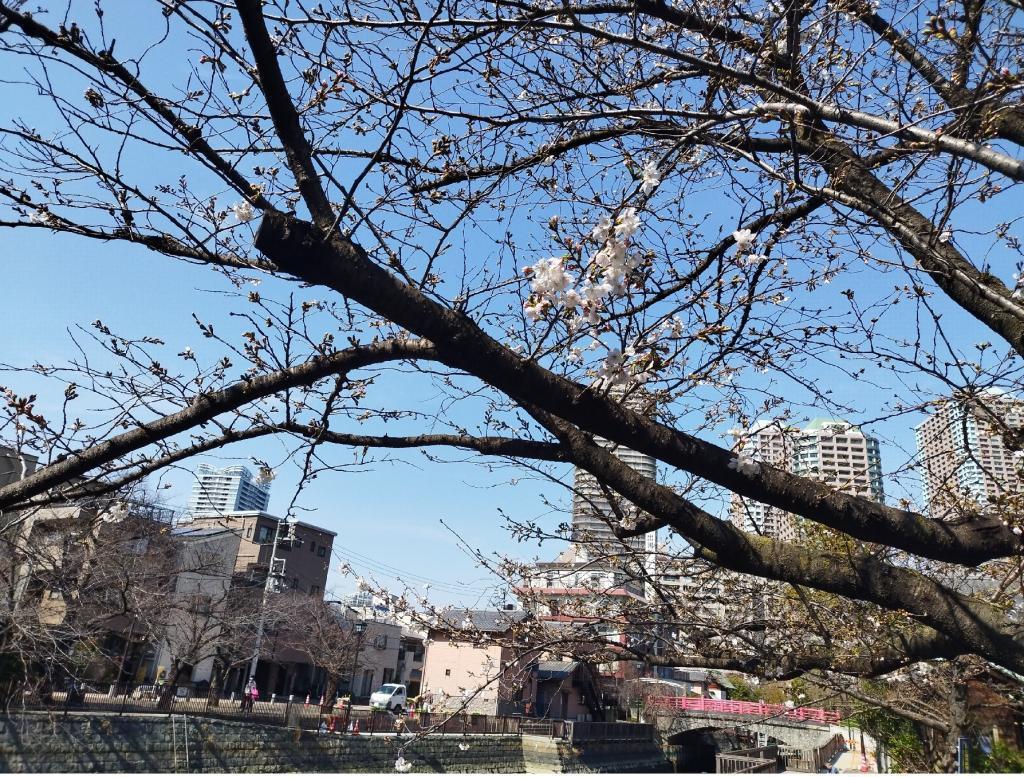  【2026年最新版　中央区の桜情報】 今週末（3/28, 3/29）が桜の見頃です。　
「桜の見所」の最新の景色＆情報と「おすすめお花見コース」をご紹介します！