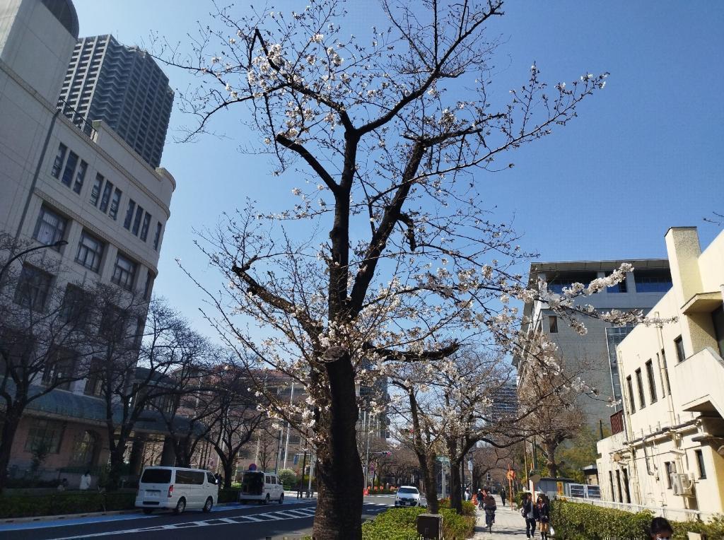  【2026年最新版　中央区の桜情報】 今週末（3/28, 3/29）が桜の見頃です。　
「桜の見所」の最新の景色＆情報と「おすすめお花見コース」をご紹介します！