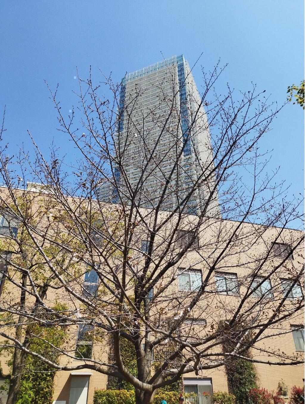  【2026年最新版　中央区の桜情報】 今週末（3/28, 3/29）が桜の見頃です。　
「桜の見所」の最新の景色＆情報と「おすすめお花見コース」をご紹介します！