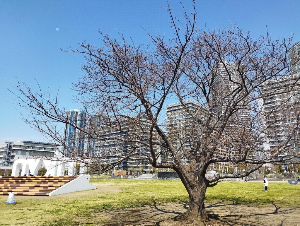  【2026年最新版　中央区の桜情報】 今週末（3/28, 3/29）が桜の見頃です。　
「桜の見所」の最新の景色＆情報と「おすすめお花見コース」をご紹介します！