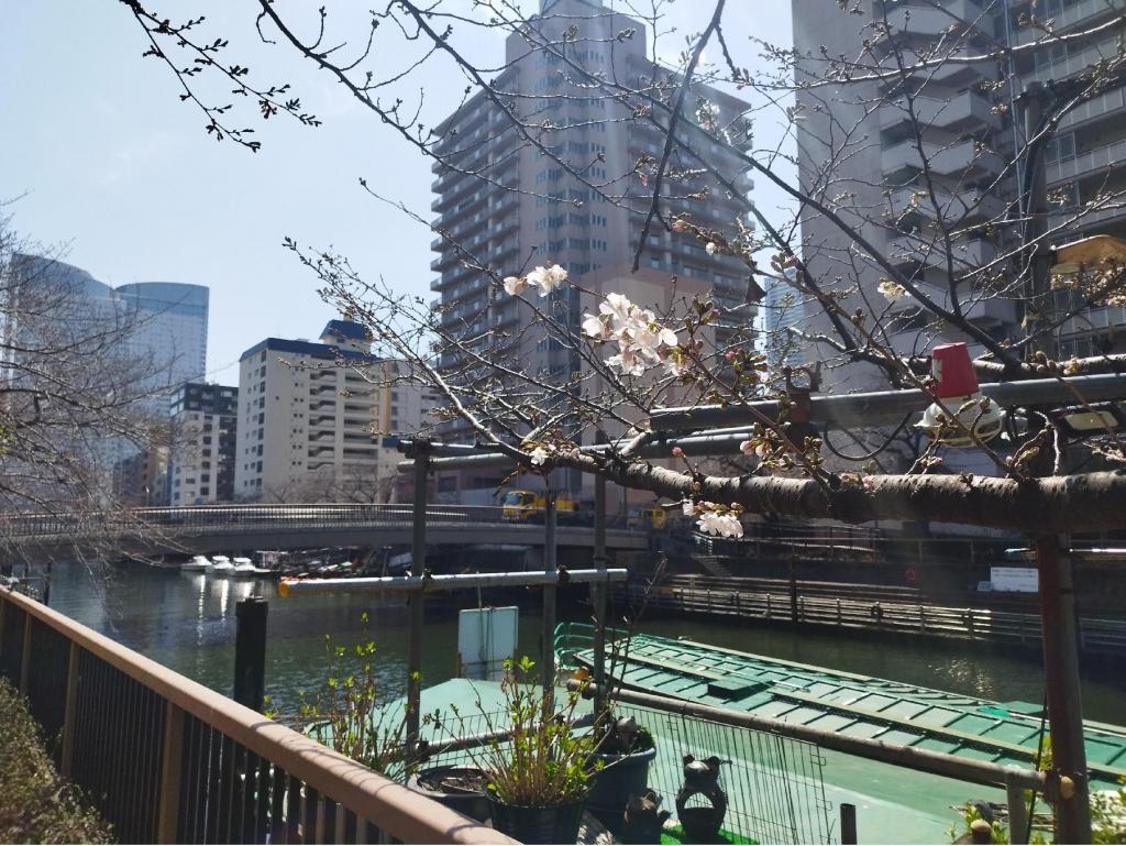  【2026年最新版　中央区の桜情報】 今週末（3/28, 3/29）が桜の見頃です。　
「桜の見所」の最新の景色＆情報と「おすすめお花見コース」をご紹介します！