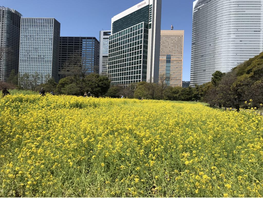  【2026年最新版　中央区の桜情報】 今週末（3/28, 3/29）が桜の見頃です。　
「桜の見所」の最新の景色＆情報と「おすすめお花見コース」をご紹介します！