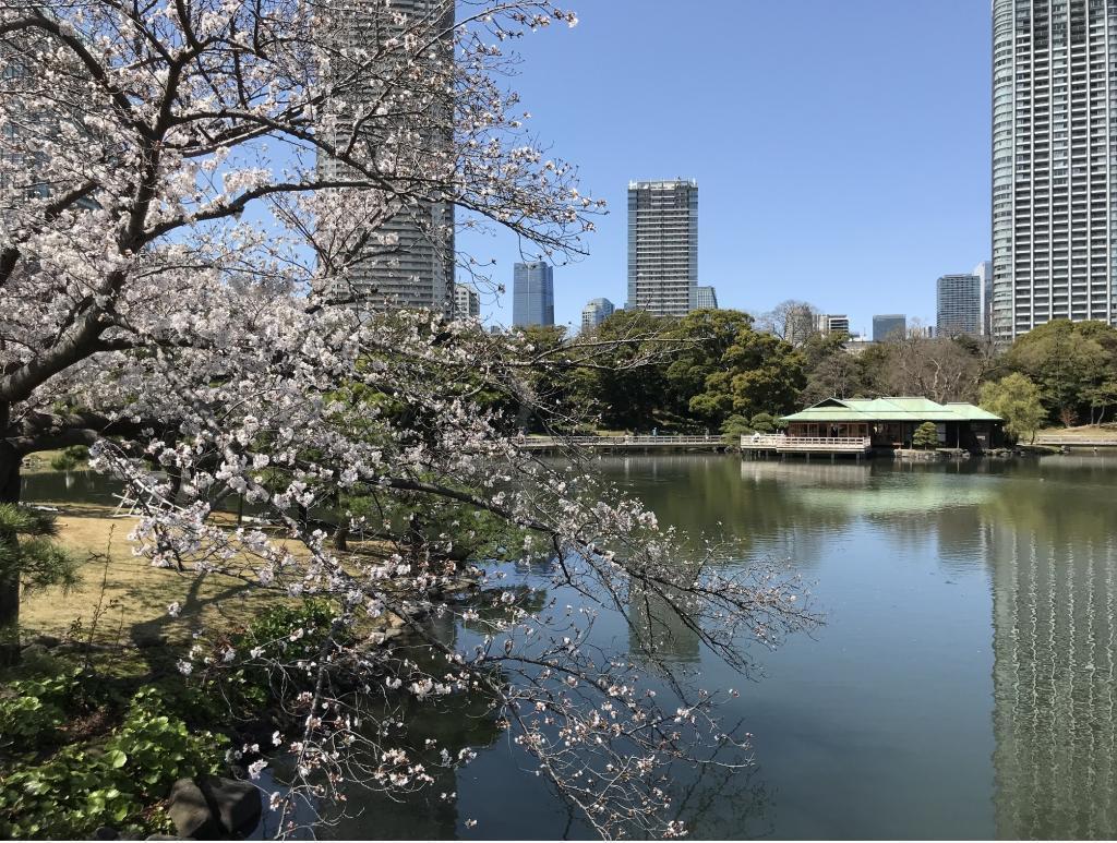  【2026年最新版　中央区の桜情報】 今週末（3/28, 3/29）が桜の見頃です。　
「桜の見所」の最新の景色＆情報と「おすすめお花見コース」をご紹介します！