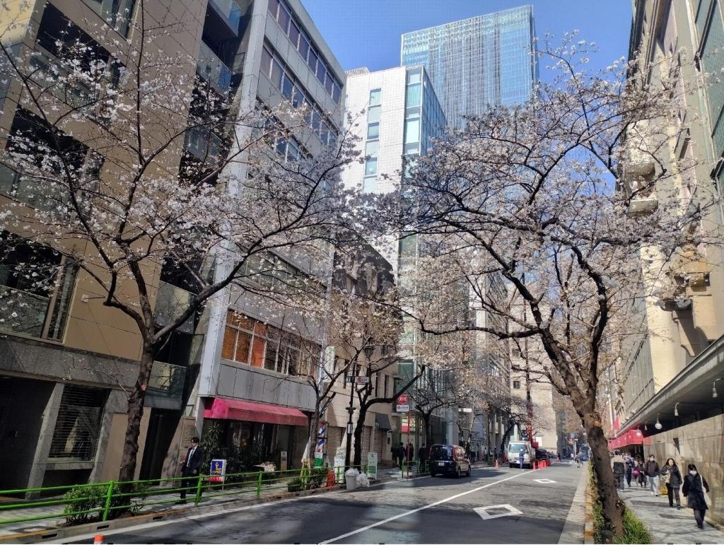  【2026年最新版　中央区の桜情報】 今週末（3/28, 3/29）が桜の見頃です。　
「桜の見所」の最新の景色＆情報と「おすすめお花見コース」をご紹介します！