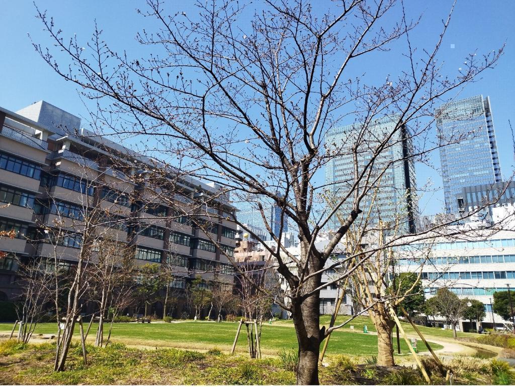  【2026年最新版　中央区の桜情報】 今週末（3/28, 3/29）が桜の見頃です。　
「桜の見所」の最新の景色＆情報と「おすすめお花見コース」をご紹介します！