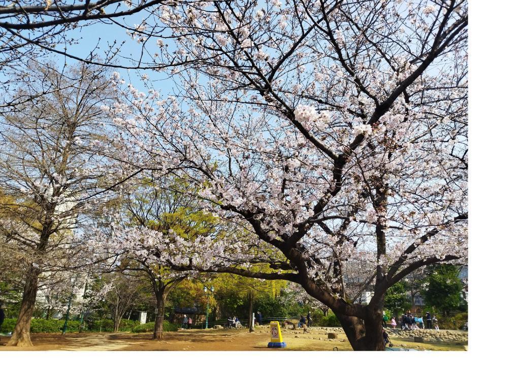  4月4日(土)「人形町大観音寺 花まつり」開催 ～「桜の見所」と「おすすめグルメ」もご紹介します！　
4月11日(土) 「築地本願寺 はなまつり」開催