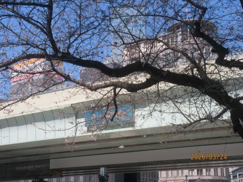  日本橋の桜　開花状況