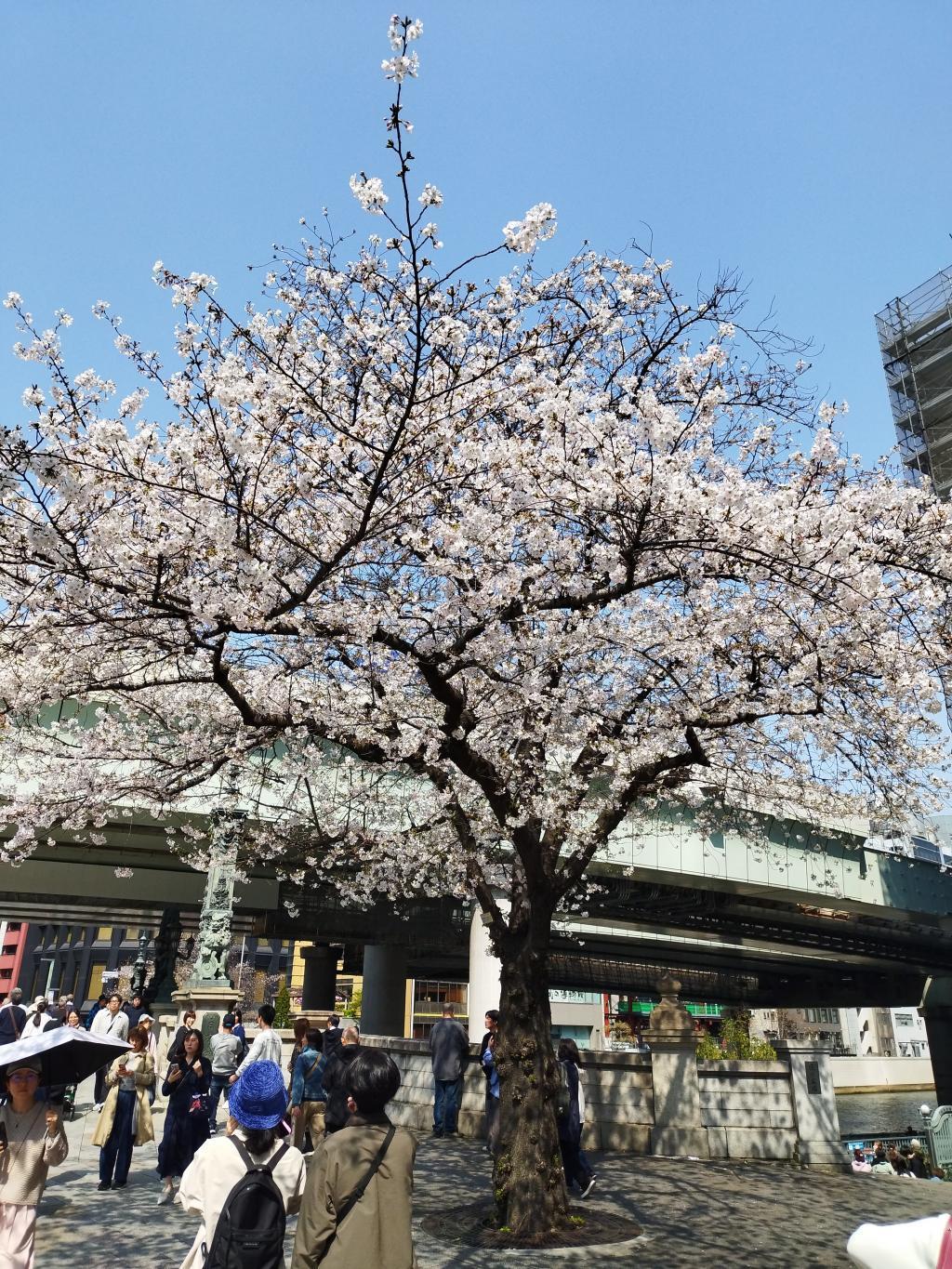  4月5日(日)《春の名橋「日本橋」まつり》開催　～　イベントと併せ、日本橋でお花見も如何でしょうか