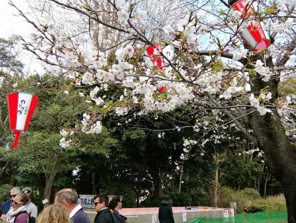 上野恩賜公園の桜 ２０２６年の今年も桜・桜・桜・・・
　日本橋から京橋、そして銀座