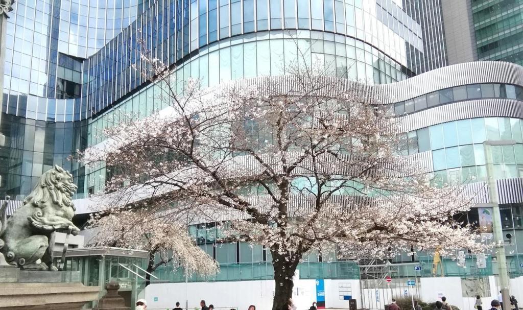 日本橋南詰の桜 ２０２６年の今年も桜・桜・桜・・・
　日本橋から京橋、そして銀座