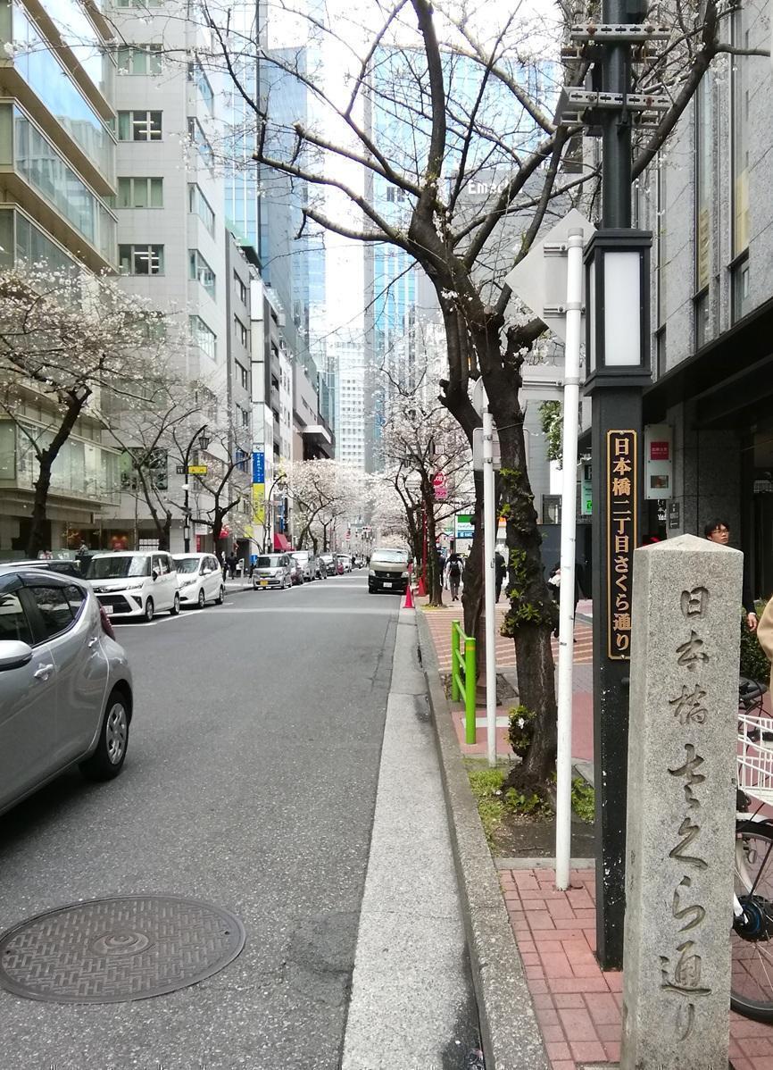 日本橋さくら通りの桜 ２０２６年の今年も桜・桜・桜・・・
　日本橋から京橋、そして銀座