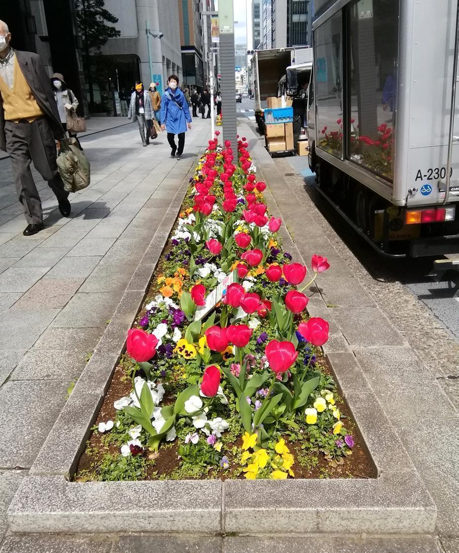 京橋駅前、中央通りの植え込み ２０２６年の今年も桜・桜・桜・・・
　日本橋から京橋、そして銀座