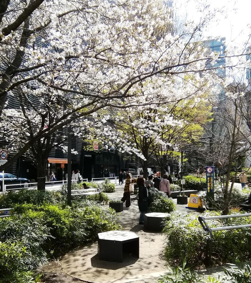 数寄屋橋公園（泰明小学校側）の桜 ２０２６年の今年も桜・桜・桜・・・
　日本橋から京橋、そして銀座