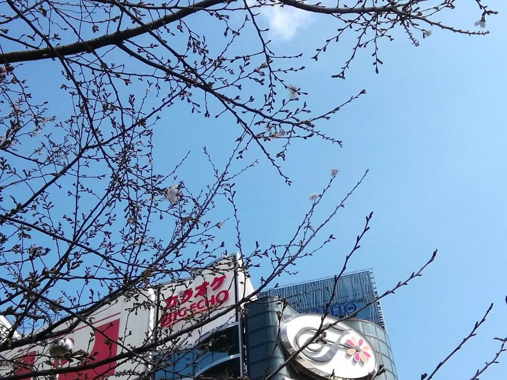 数寄屋橋公園（西銀座チャンスセンター側）の桜 ２０２６年の今年も桜・桜・桜・・・
　日本橋から京橋、そして銀座