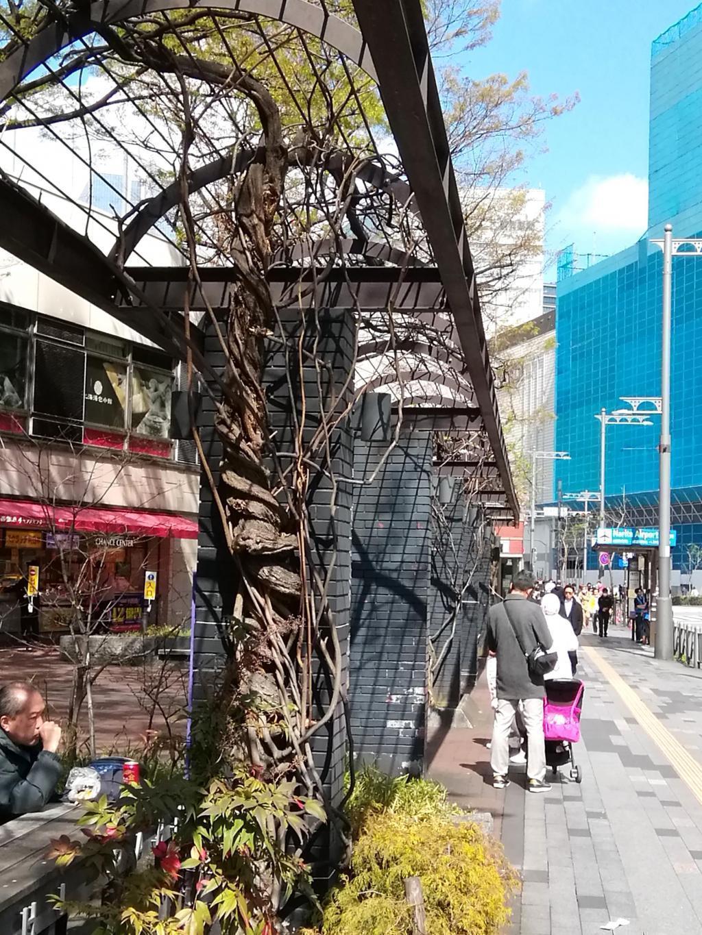 数寄屋橋公園（西銀座チャンスセンター側）の藤棚 ２０２６年の今年も桜・桜・桜・・・
　日本橋から京橋、そして銀座