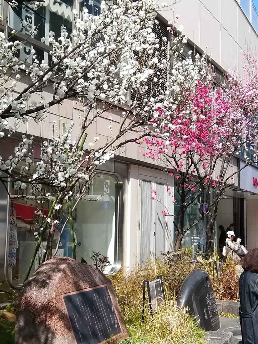 数寄屋橋公園（西銀座チャンスセンター側）のハナモモ ２０２６年の今年も桜・桜・桜・・・
　日本橋から京橋、そして銀座