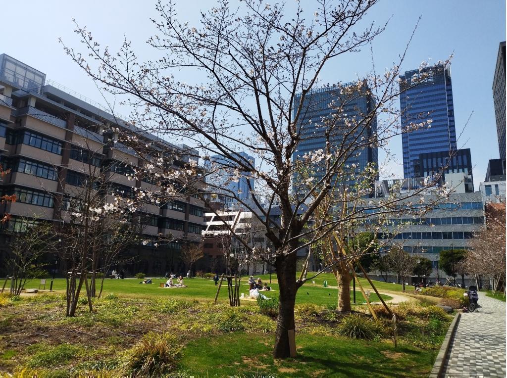  【2026年最新版　中央区の桜情報（その2）】　先週末に桜を見逃した方必見、これから桜が見頃となる場所をご紹介します！（中央区全エリアの「桜の見所」の最新の景色＆情報付）