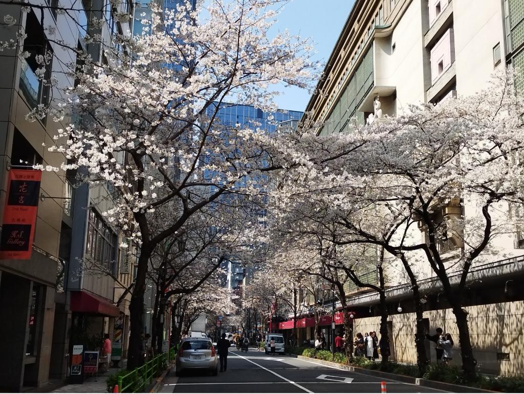  【2026年最新版　中央区の桜情報（その2）】　先週末に桜を見逃した方必見、これから桜が見頃となる場所をご紹介します！（中央区全エリアの「桜の見所」の最新の景色＆情報付）