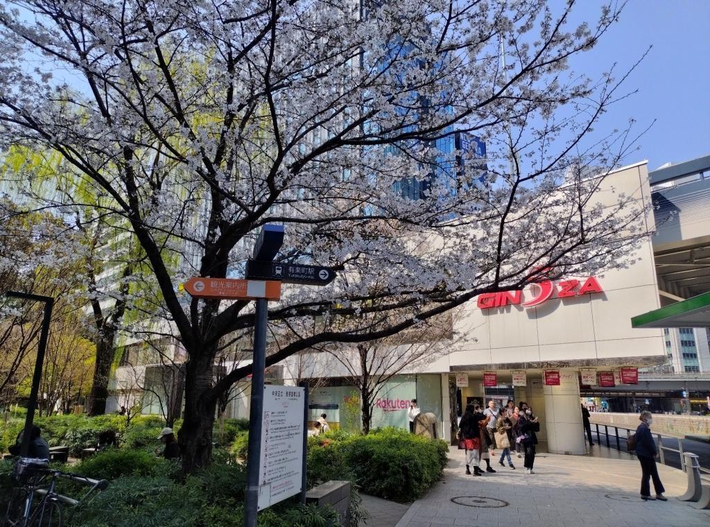  【2026年最新版　中央区の桜情報（その2）】　先週末に桜を見逃した方必見、これから桜が見頃となる場所をご紹介します！（中央区全エリアの「桜の見所」の最新の景色＆情報付）