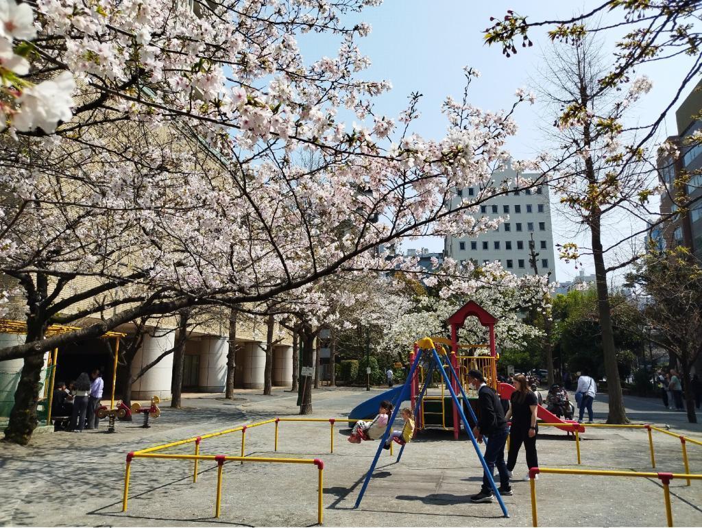  【2026年最新版　中央区の桜情報（その2）】　先週末に桜を見逃した方必見、これから桜が見頃となる場所をご紹介します！（中央区全エリアの「桜の見所」の最新の景色＆情報付）