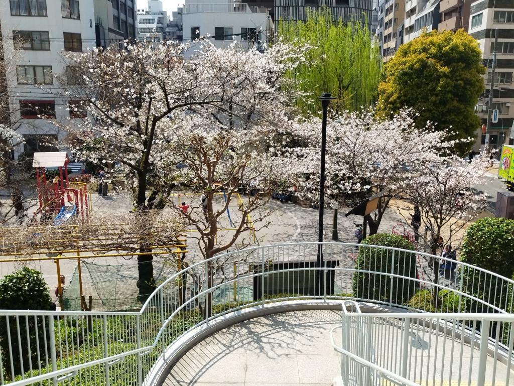  【2026年最新版　中央区の桜情報（その2）】　先週末に桜を見逃した方必見、これから桜が見頃となる場所をご紹介します！（中央区全エリアの「桜の見所」の最新の景色＆情報付）