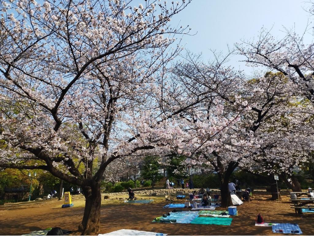  【2026年最新版　中央区の桜情報（その2）】　先週末に桜を見逃した方必見、これから桜が見頃となる場所をご紹介します！（中央区全エリアの「桜の見所」の最新の景色＆情報付）