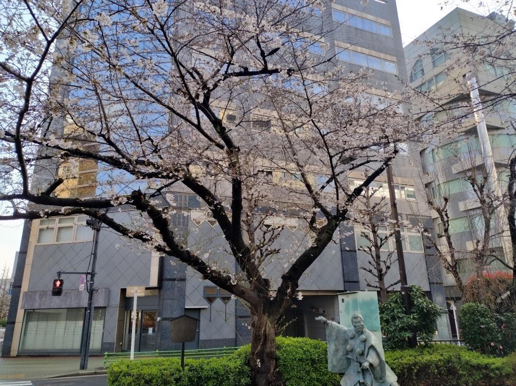  【2026年最新版　中央区の桜情報（その2）】　先週末に桜を見逃した方必見、これから桜が見頃となる場所をご紹介します！（中央区全エリアの「桜の見所」の最新の景色＆情報付）