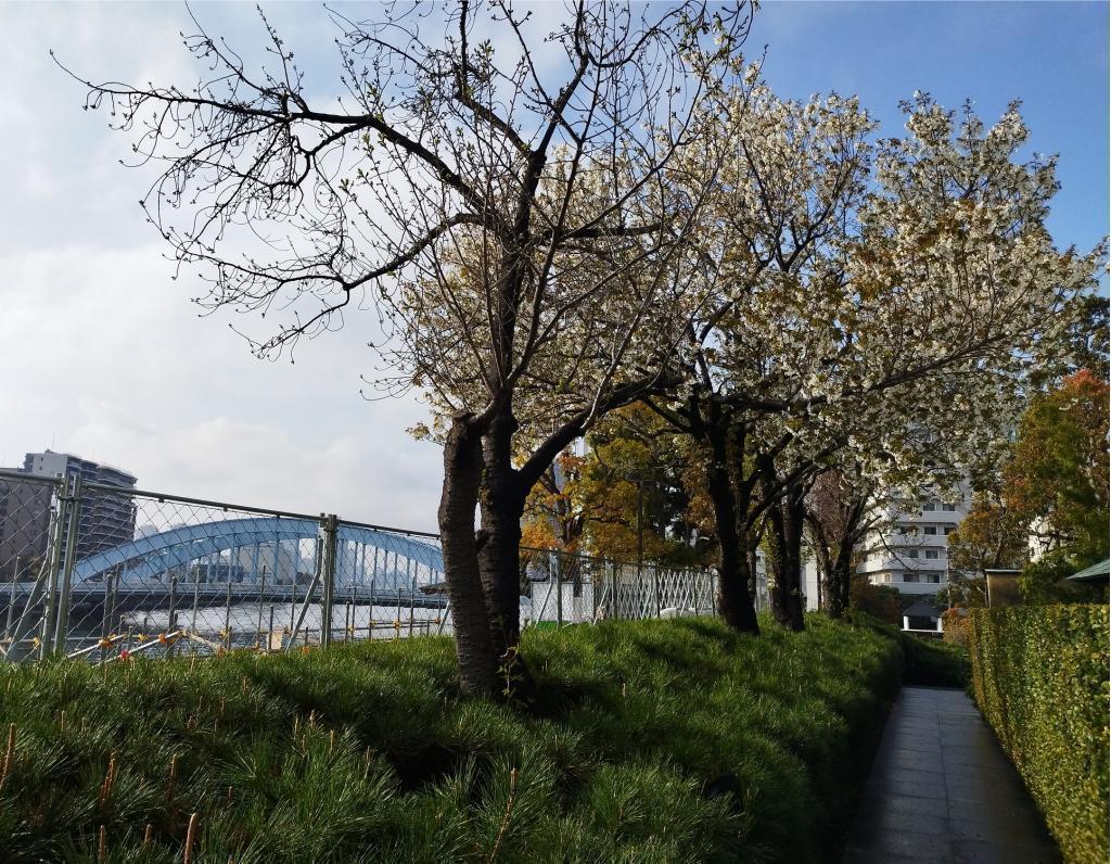  【2026年最新版　中央区の桜情報（その2）】　先週末に桜を見逃した方必見、これから桜が見頃となる場所をご紹介します！（中央区全エリアの「桜の見所」の最新の景色＆情報付）