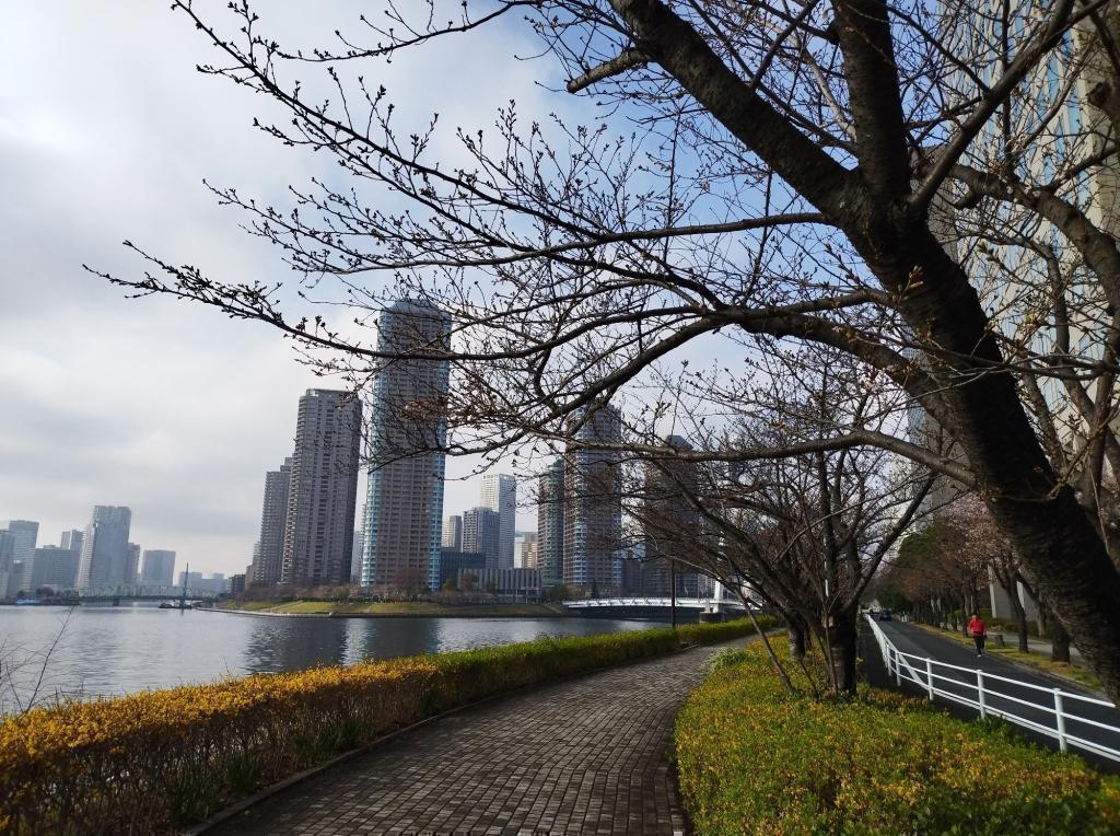  【2026年最新版　中央区の桜情報（その2）】　先週末に桜を見逃した方必見、これから桜が見頃となる場所をご紹介します！（中央区全エリアの「桜の見所」の最新の景色＆情報付）