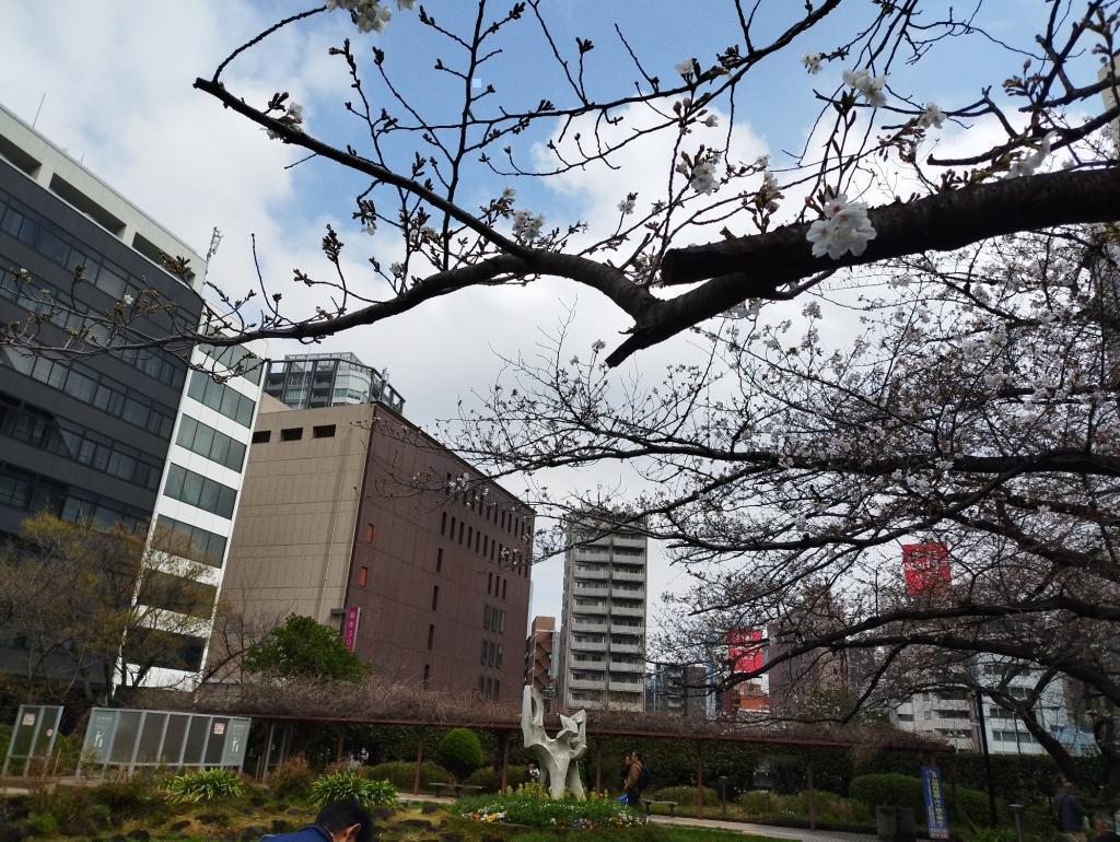  【2026年最新版　中央区の桜情報（その2）】　先週末に桜を見逃した方必見、これから桜が見頃となる場所をご紹介します！（中央区全エリアの「桜の見所」の最新の景色＆情報付）