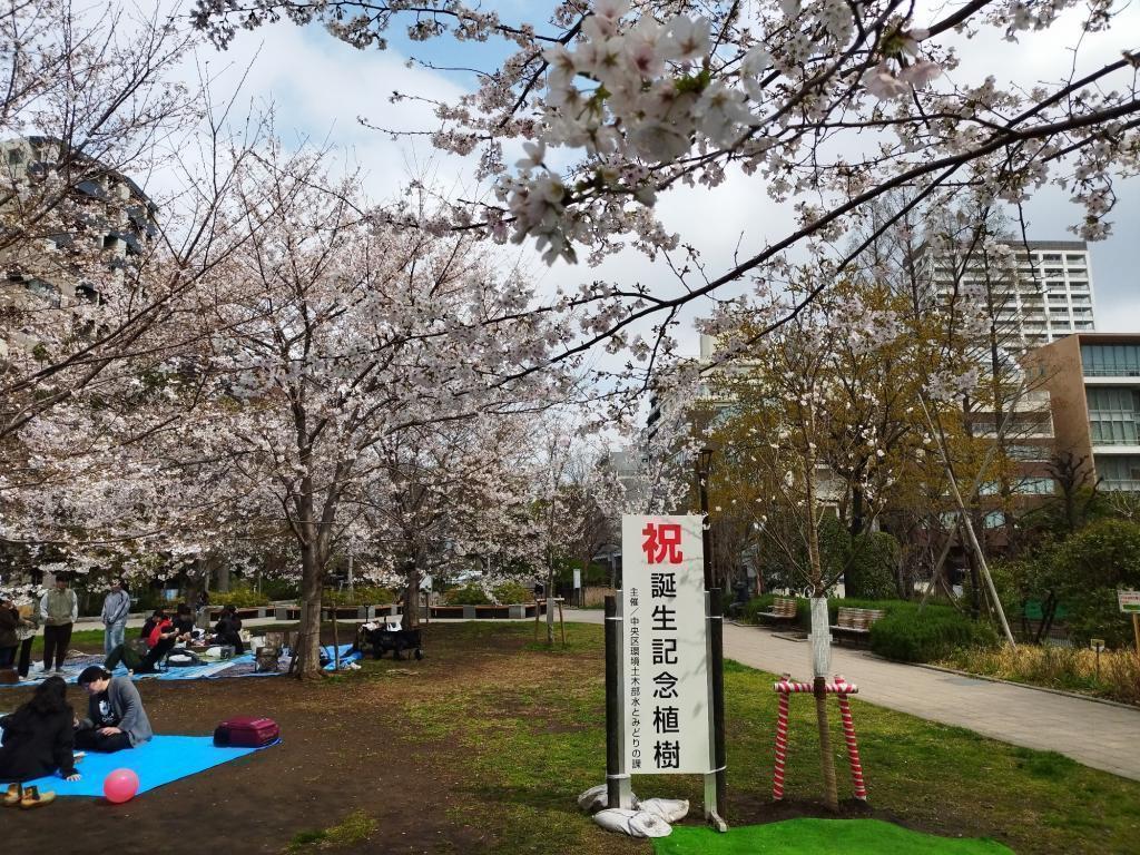  【2026年最新版　中央区の桜情報（その2）】　先週末に桜を見逃した方必見、これから桜が見頃となる場所をご紹介します！（中央区全エリアの「桜の見所」の最新の景色＆情報付）