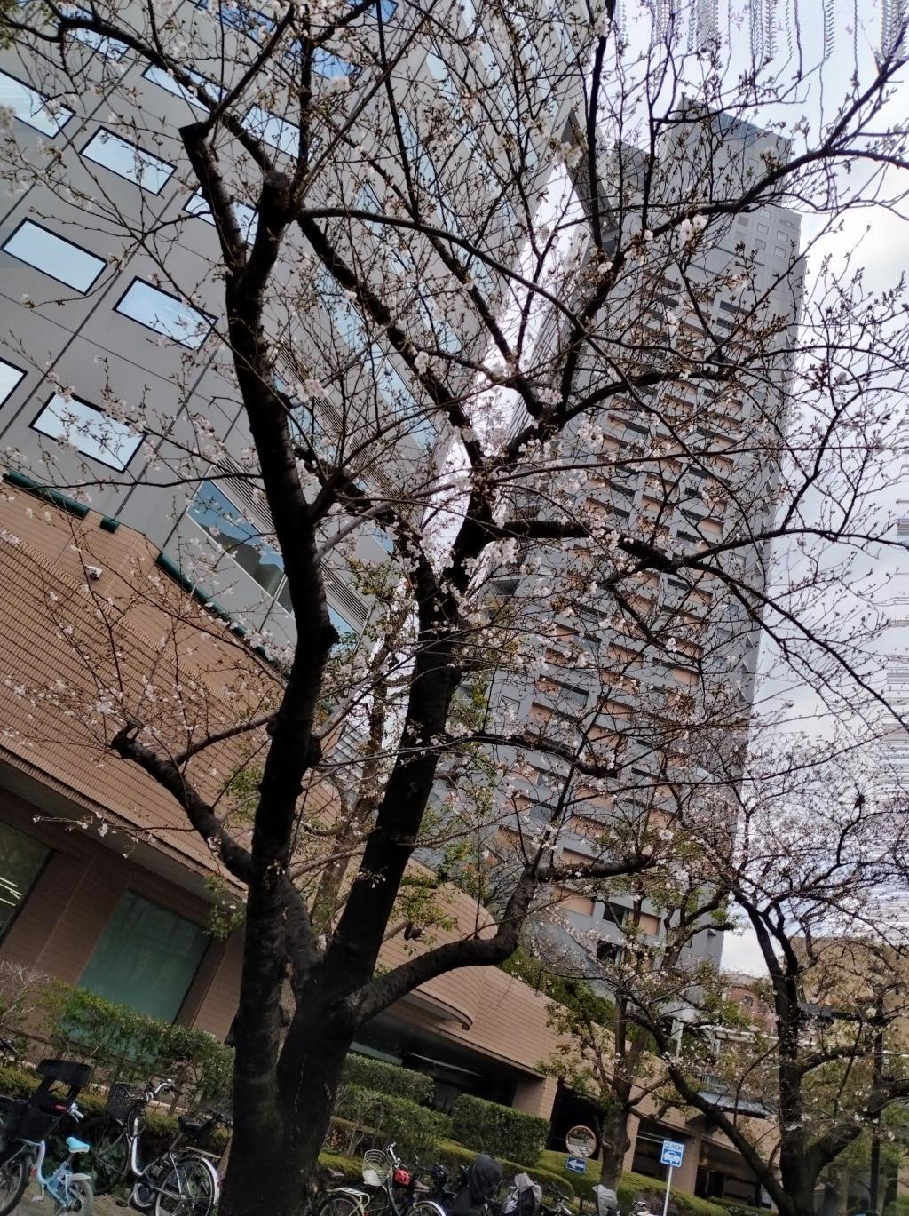  【2026年最新版　中央区の桜情報（その2）】　先週末に桜を見逃した方必見、これから桜が見頃となる場所をご紹介します！（中央区全エリアの「桜の見所」の最新の景色＆情報付）