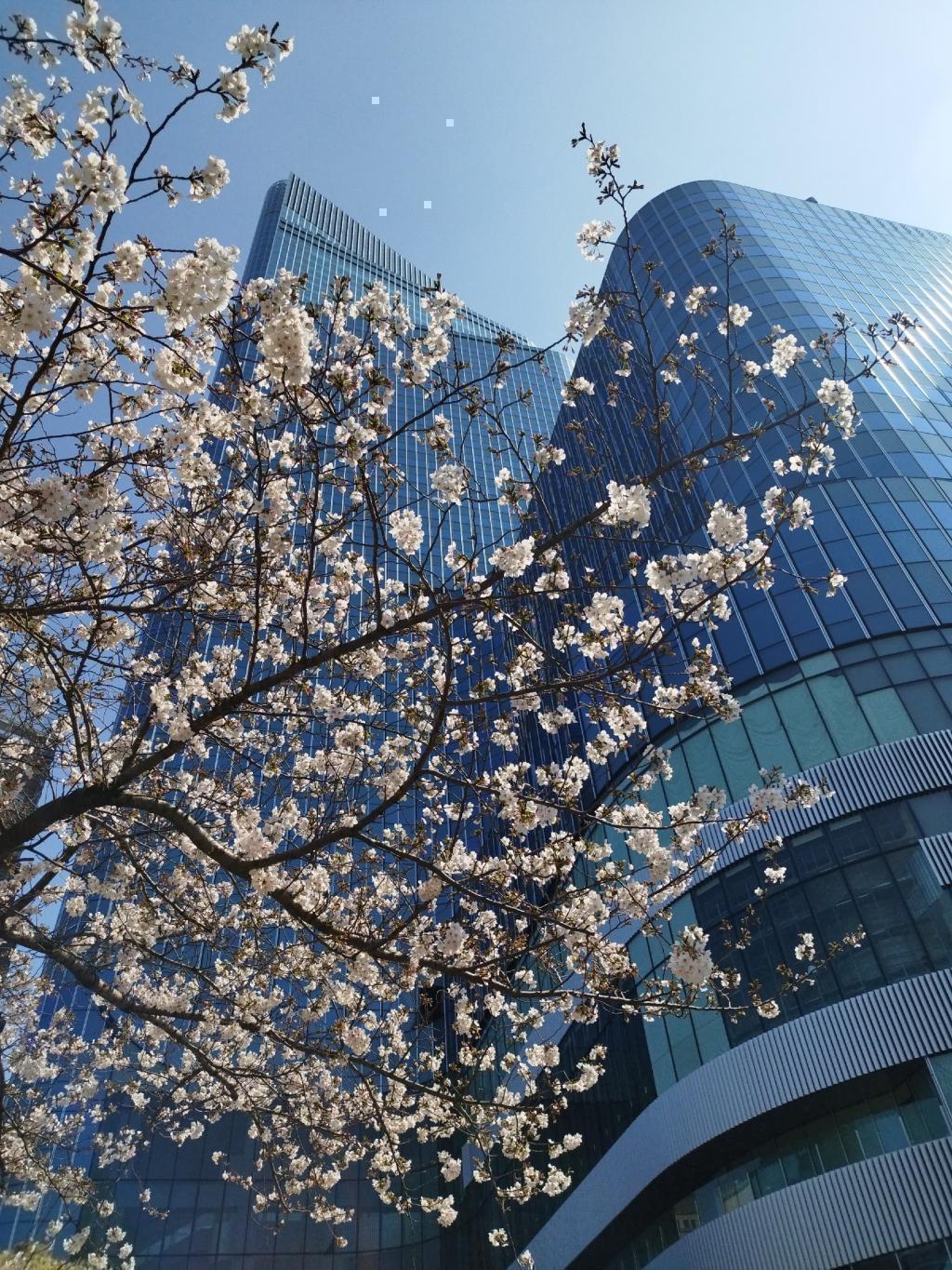  【2026年最新版　中央区の桜情報（その2）】　先週末に桜を見逃した方必見、これから桜が見頃となる場所をご紹介します！（中央区全エリアの「桜の見所」の最新の景色＆情報付）