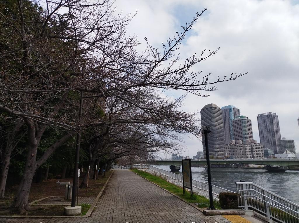  【2026年最新版　中央区の桜情報（その2）】　先週末に桜を見逃した方必見、これから桜が見頃となる場所をご紹介します！（中央区全エリアの「桜の見所」の最新の景色＆情報付）