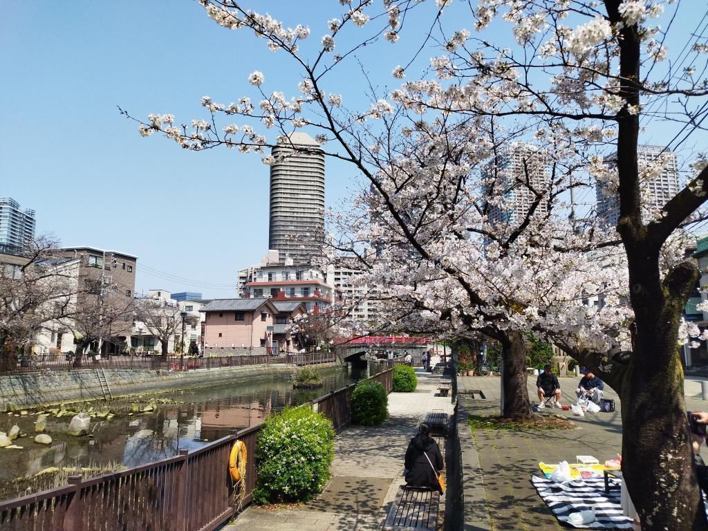  【2026年最新版　中央区の桜情報（その2）】　先週末に桜を見逃した方必見、これから桜が見頃となる場所をご紹介します！（中央区全エリアの「桜の見所」の最新の景色＆情報付）