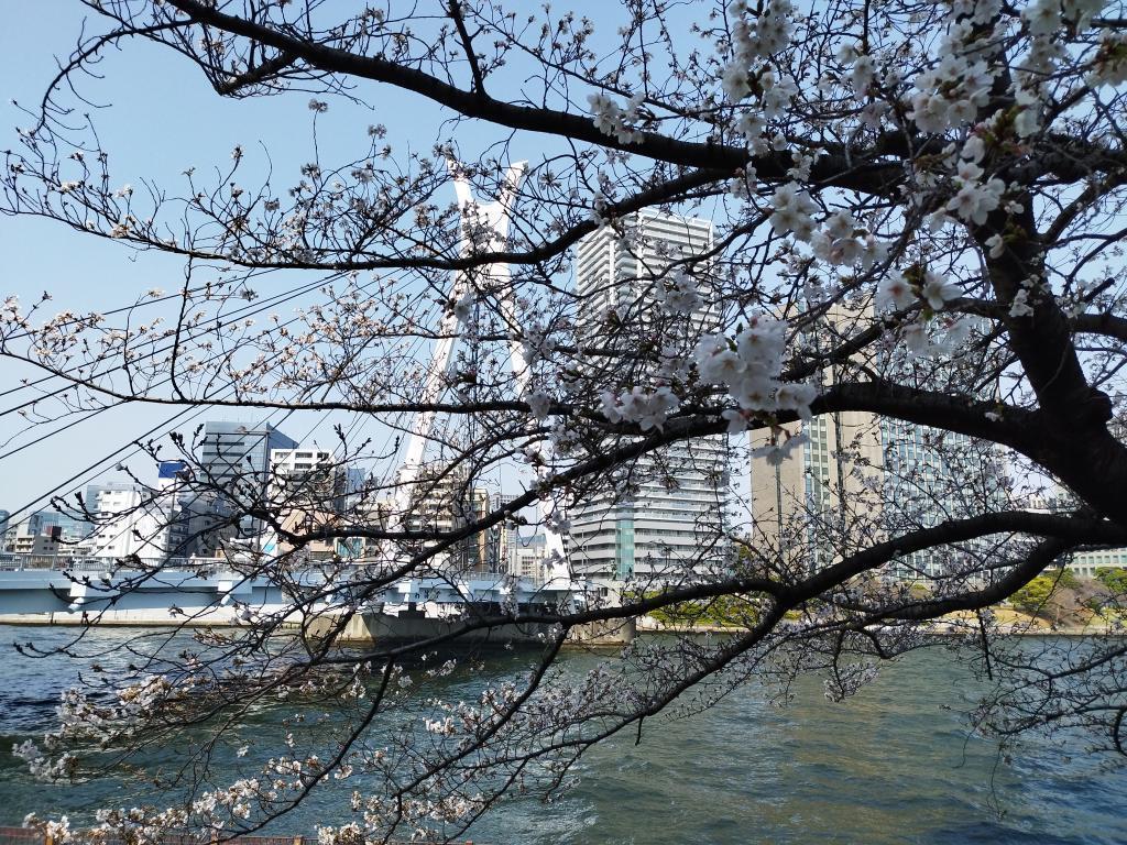  【2026年最新版　中央区の桜情報（その2）】　先週末に桜を見逃した方必見、これから桜が見頃となる場所をご紹介します！（中央区全エリアの「桜の見所」の最新の景色＆情報付）